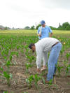 5-29-13-Corn-7