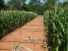 Lake Carl Blackwell Irrigation Research, Oklahoma State University