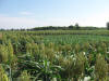 Lake Carl Blackwell Irrigation Research, Oklahoma State University