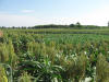 Lake Carl Blackwell Irrigation Research, Oklahoma State University