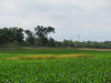 Lake Carl Blackwell, Corn Research, Oklahoma State University