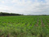 Lake Carl Blackwell, Corn Research, Oklahoma State University