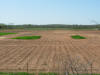 4-29-13-Wheat-2