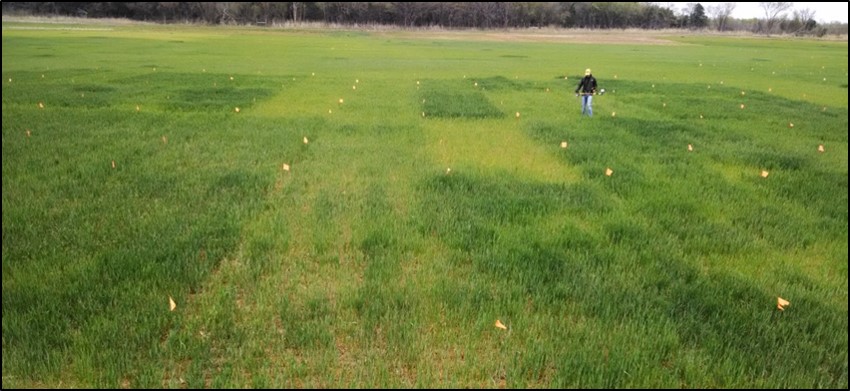 Regional Wheat Trials