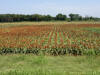 sorghum lake carl blackwell