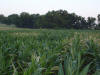 Foliar N burn, various plots