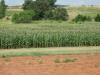 Efaw, Corn, Greenseeker