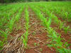 corn, Zimbabwe, Africa, CIMMYT