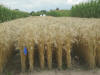 rainfed permanent wheat beds