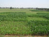 Kentucky Long Term Plots