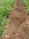 rainfed permanent wheat beds