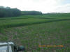 Wheat N Rich Strips for Corn, Nebraska