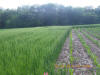 Wheat N Rich Strips for Corn, Nebraska