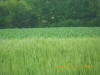 Wheat N Rich Strips for Corn, Nebraska