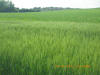 Wheat N Rich Strips for Corn, Nebraska