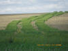 Wheat N Rich Strips for Corn, Nebraska