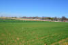 Magruder Plots, 125th Harvest, Agronomy Experiment Station