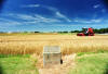 Magruder Plots wheat harvest