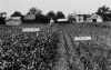 Magruder Plots, pre 1947, long term winter wheat