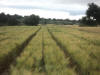 Barley on wide beds