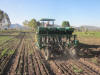 planting, wide beds