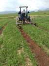 zacatecas permanent wheat beds