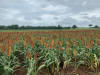 sorghum lcb