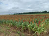 sorghum lcb