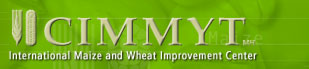 CIMMYT