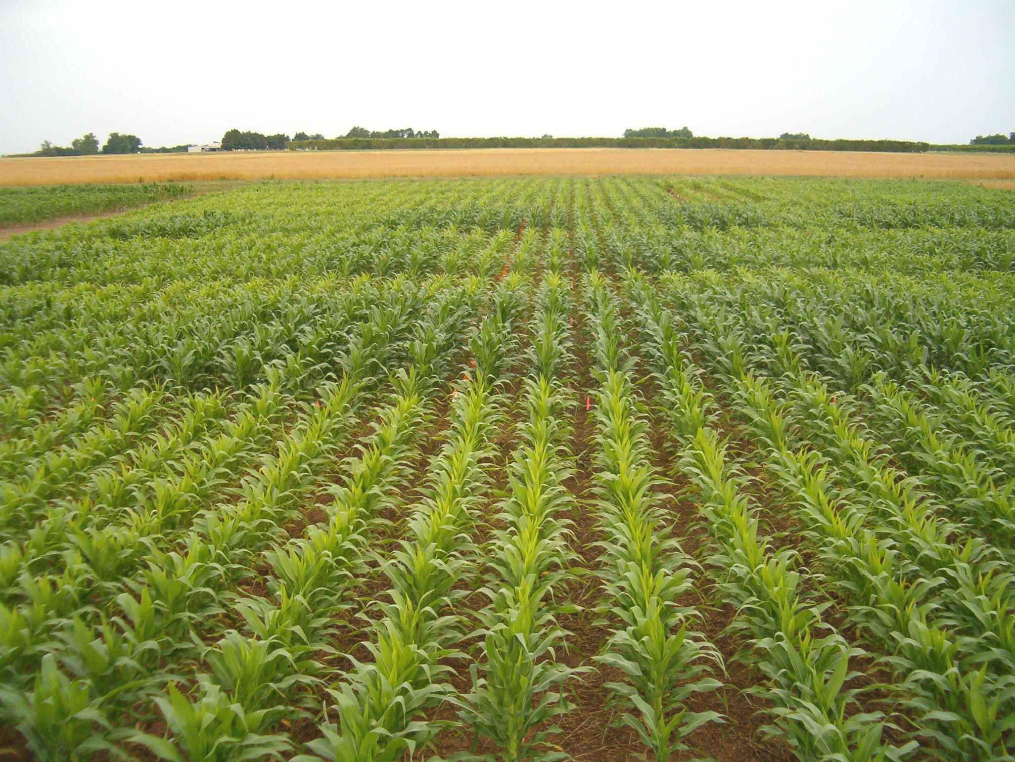 Nitrogen Deficiencies in Corn Production Systems