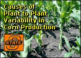 Causes of Plant to Plant Variability in Yield within Corn Production Systems