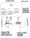 Phosphorus Cycle