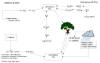 Sulfur Cycle