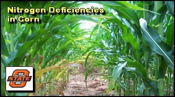 Nitrogen Deficiencies in Corn