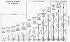 Feekes Growth Stages