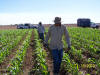 Pocket Sensor use in Corn