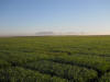 CIMMYT Experiment Station, Sonora