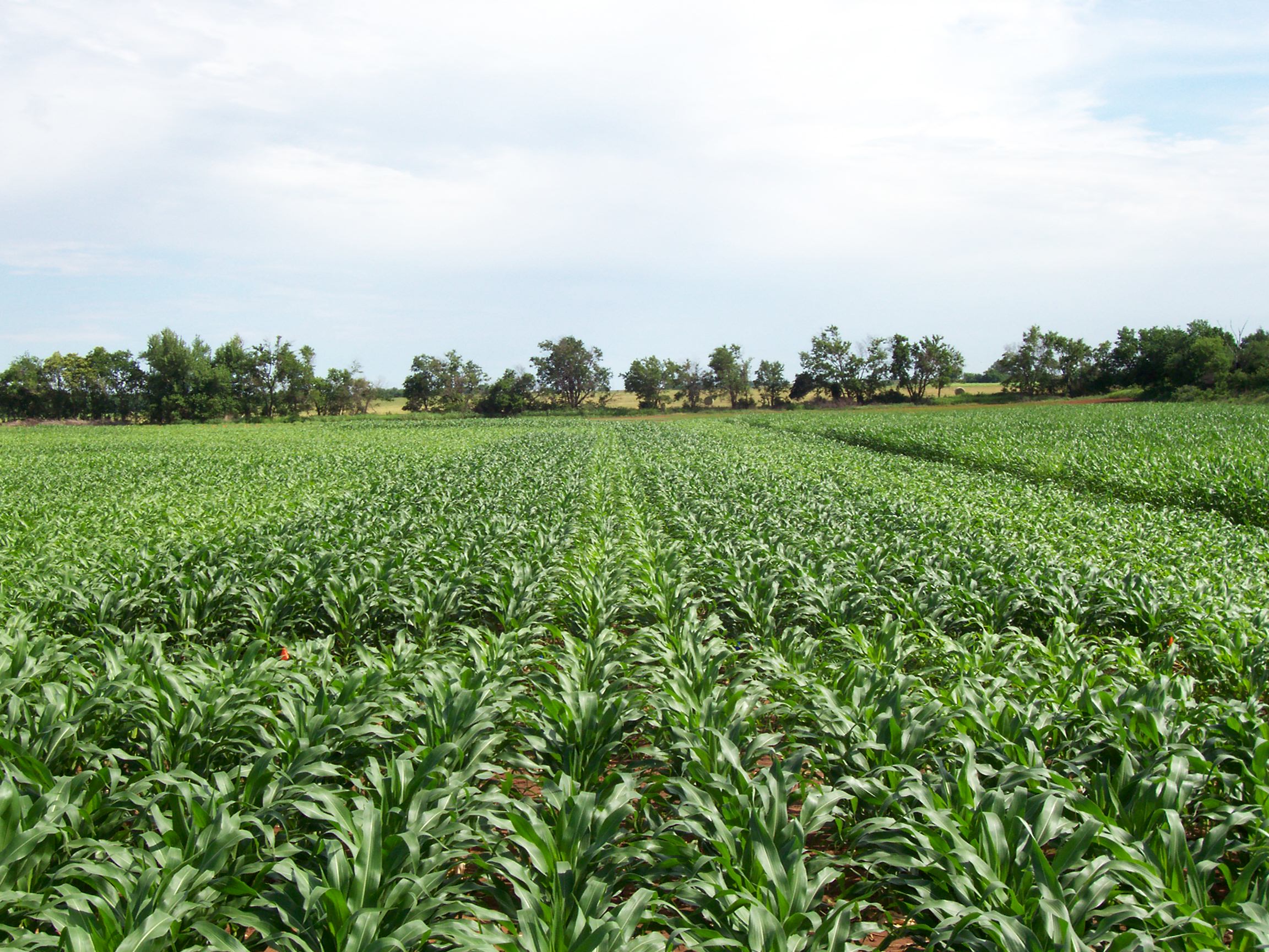 Nitrogen Response Index