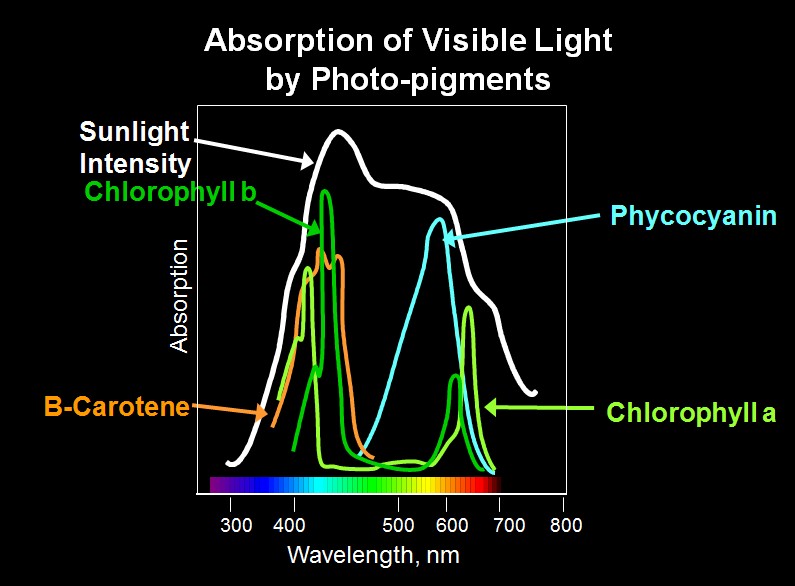 Absorption of Light