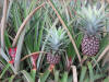 spatial variability in pineapples