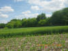 Wheat N Rich Strips for Corn, Nebraska