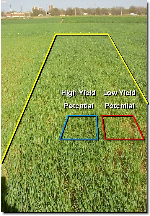 Yield Potential 222.jpg (193085 bytes)