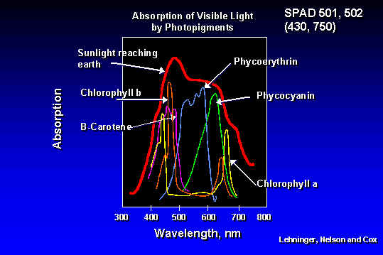 wpeD.jpg (27699 bytes)